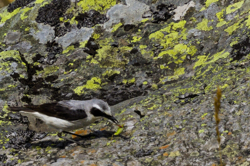 Traquet motteux mâle avec une sauterelle